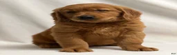 Golden Retriever dogs for sale: Golden Retriever Puppy 1 - Ad 2