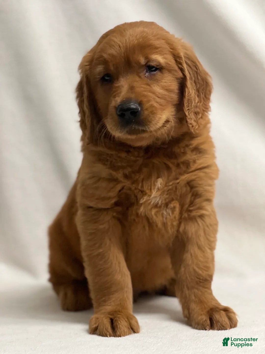 Golden Retriever dogs for sale: Golden Retriever Puppy 1 - Ad 2