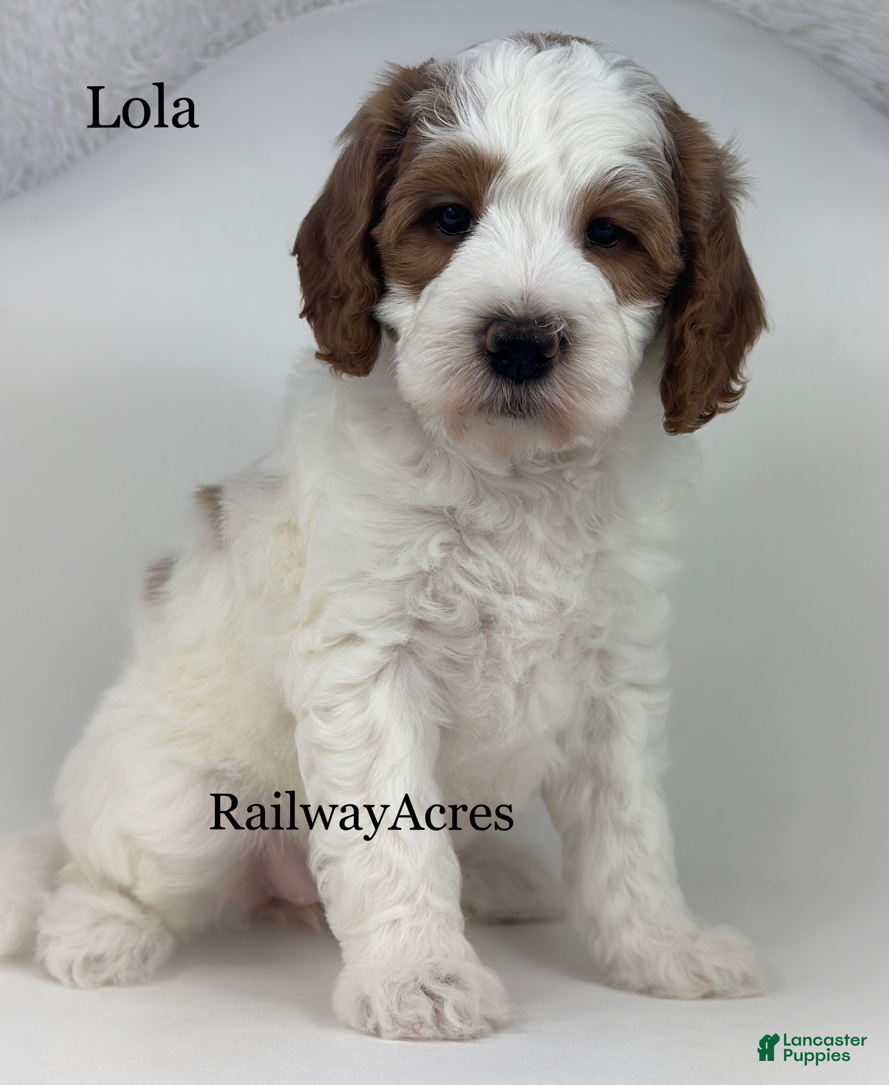 Mini Goldendoodle dogs Lola - Ad 32