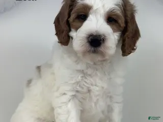 Mini Goldendoodle dogs Lola - Ad 32