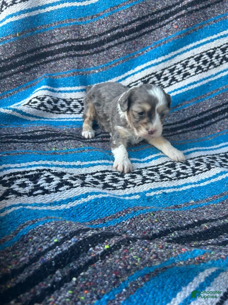 Standard Poodle dogs Lucy - Ad 1