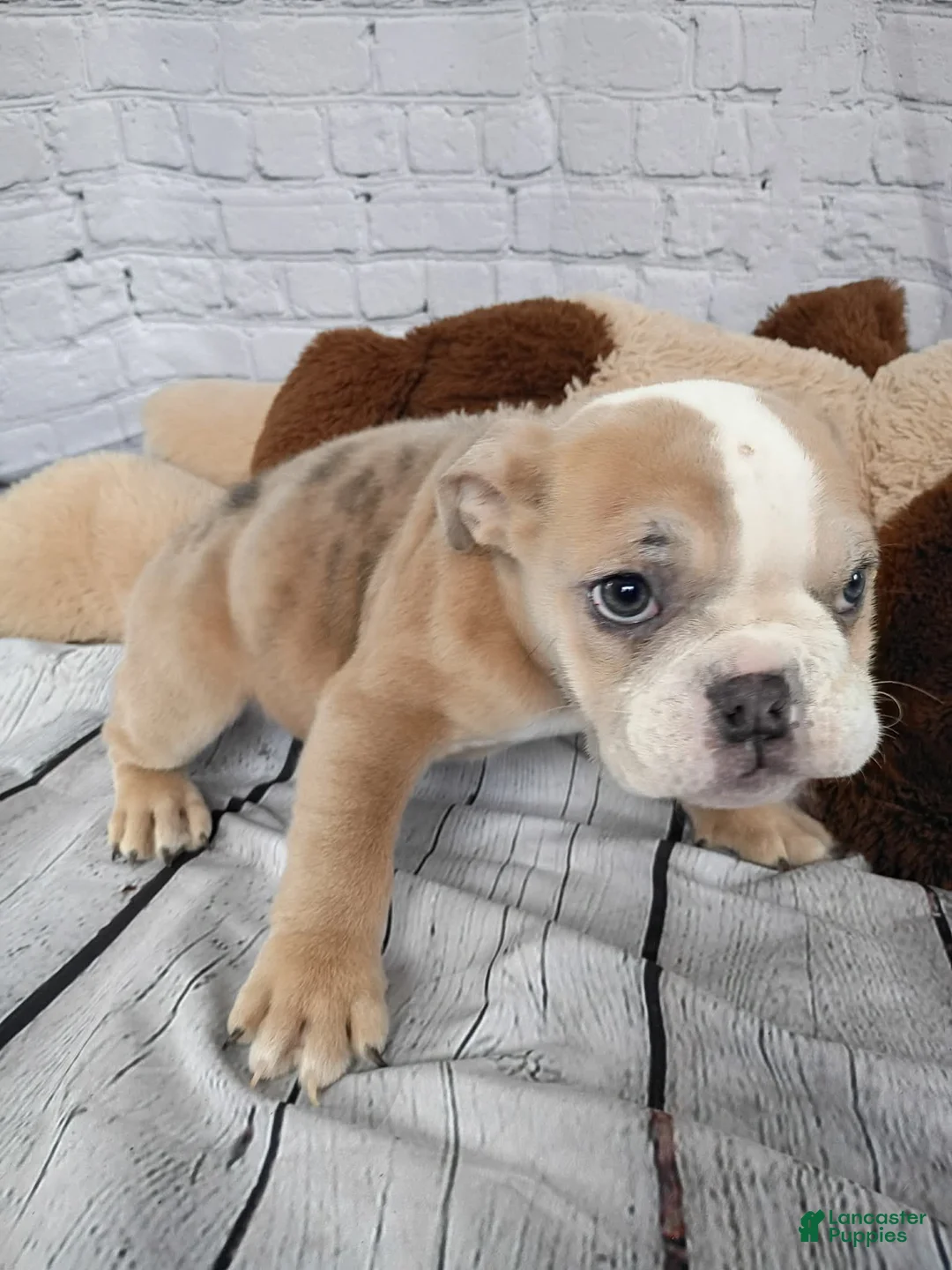 English Bulldog dogs for sale: Liz - Ad 7