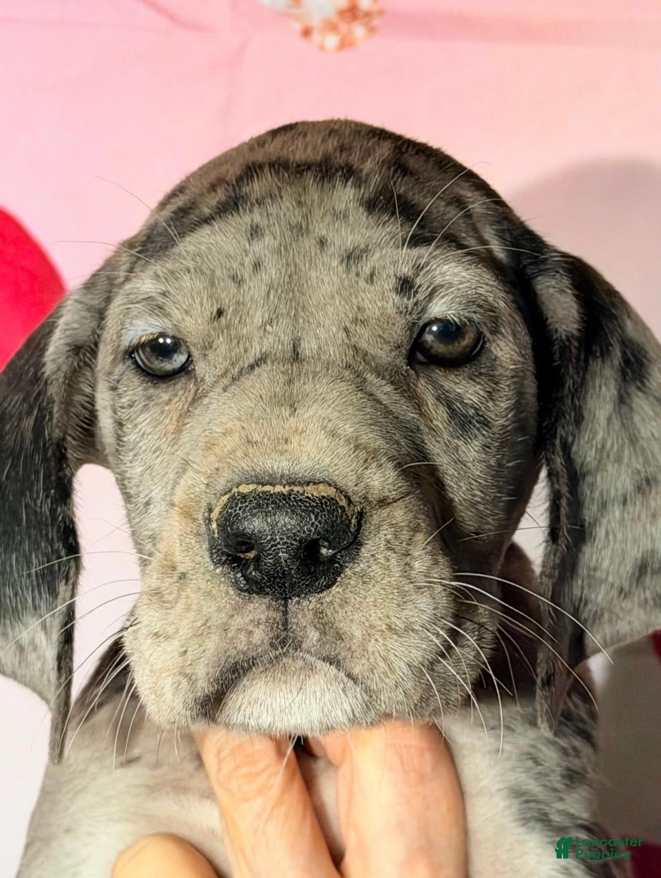 Great Dane dogs ALICE - BLACK MERLE - Ad 39