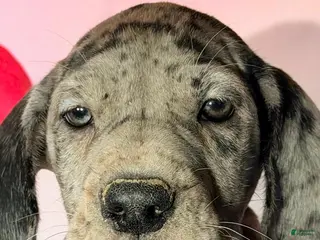 Great Dane dogs ALICE - BLACK MERLE - Ad 29