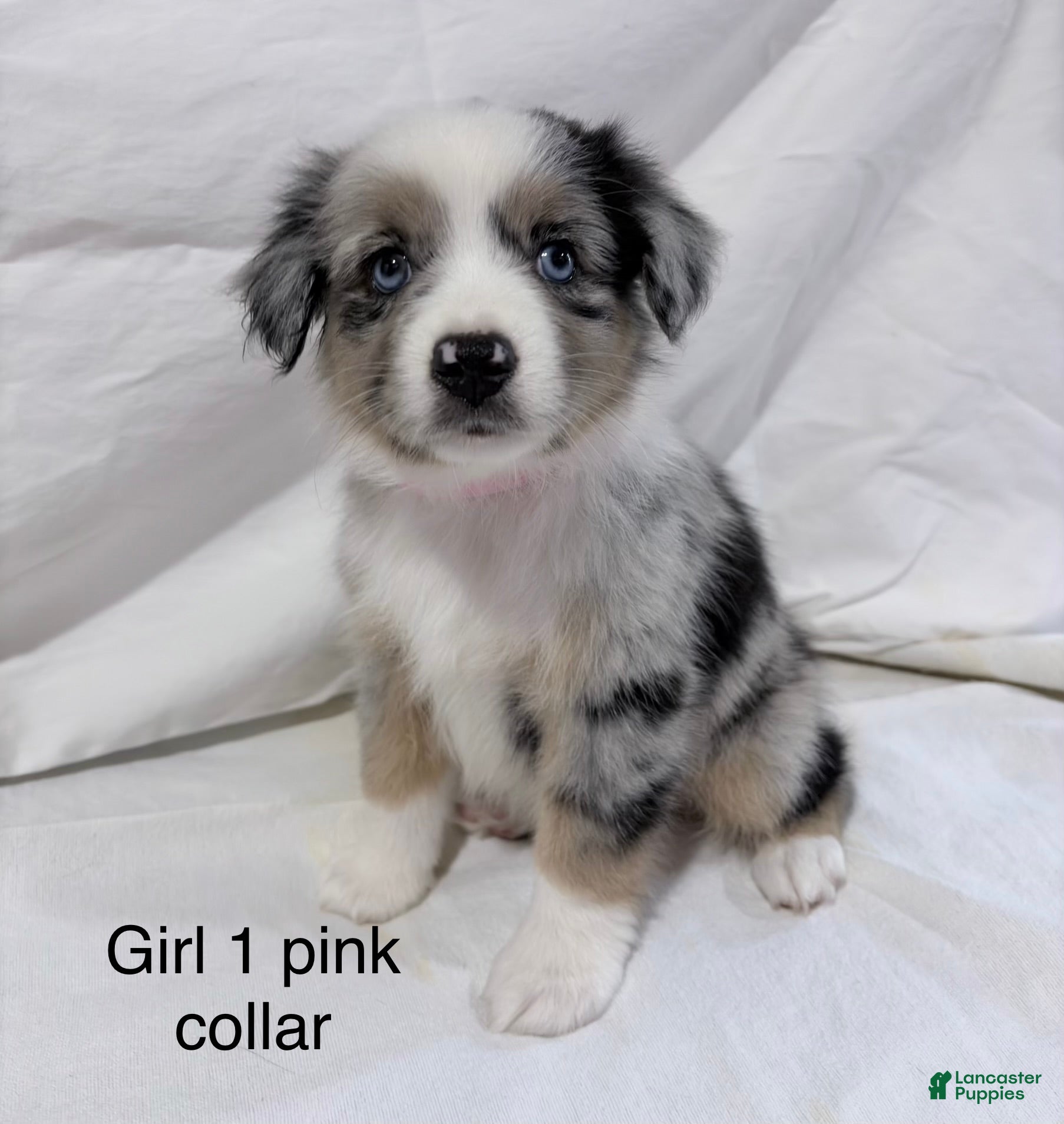 Merle color Miniature Australian Shepherd Puppies for sale