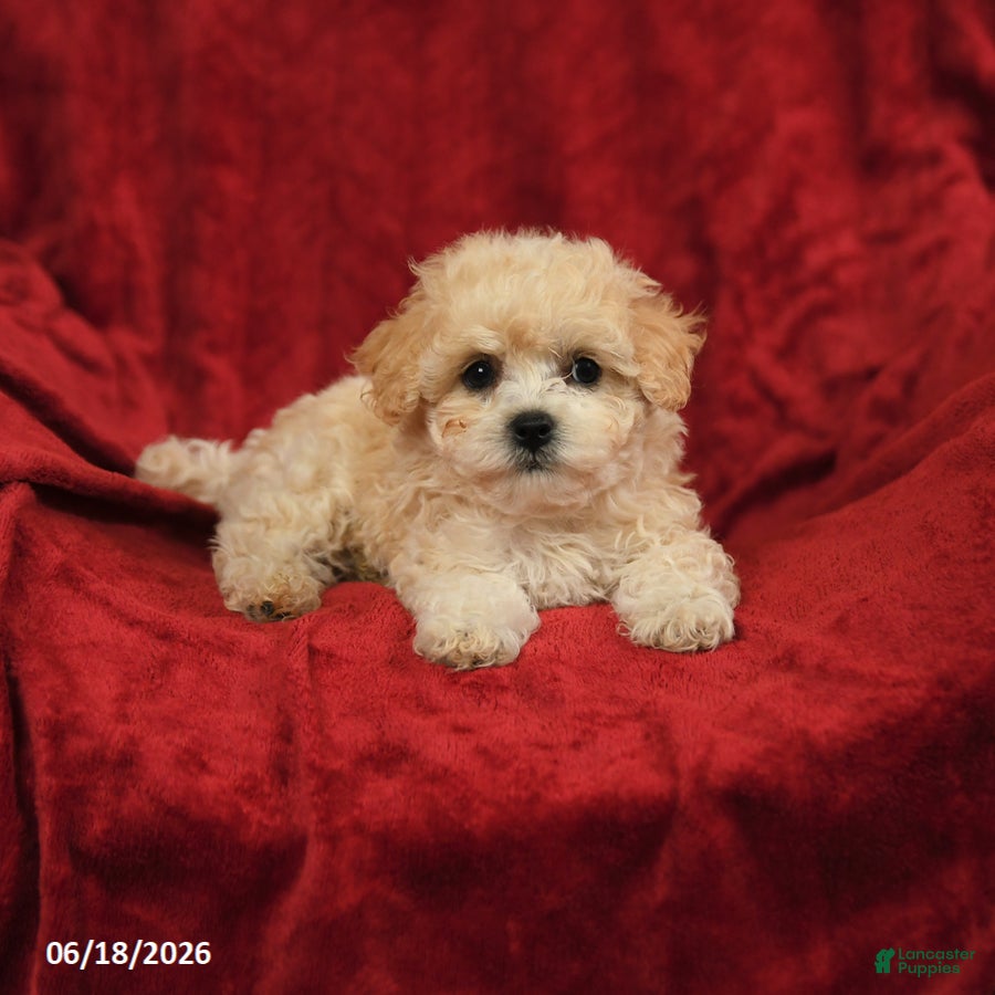 Maltipoo dogs Mamie - Ad 2