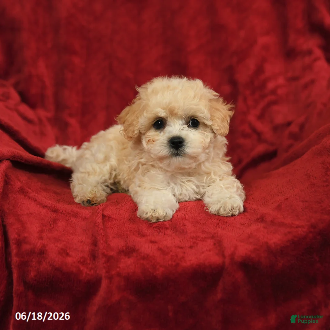 Maltipoo dogs for sale: Mamie - Ad 2