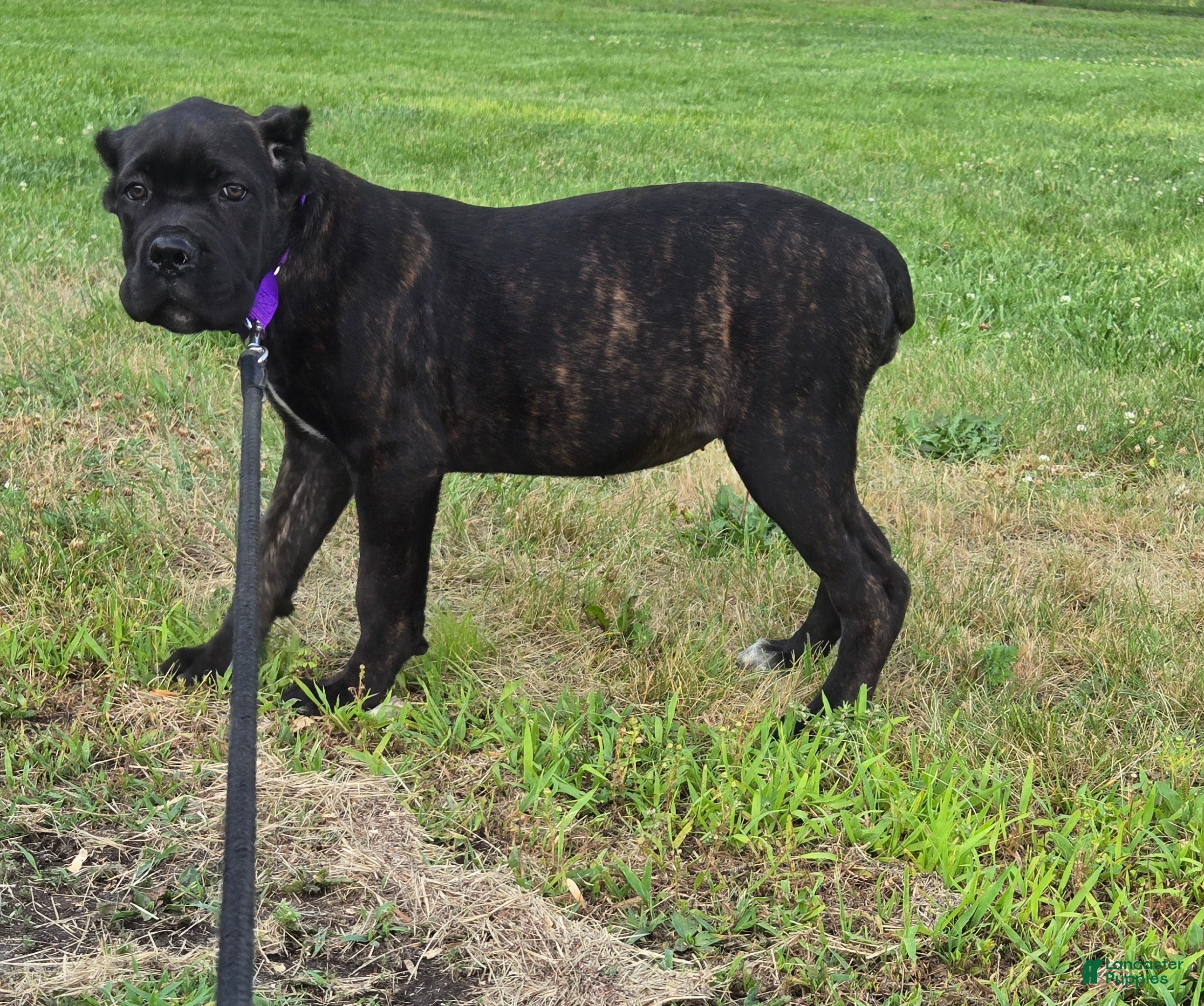 Cane Corso dogs for sale: Sage - Ad 1