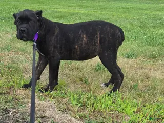 Cane Corso dogs Sage - Ad 10