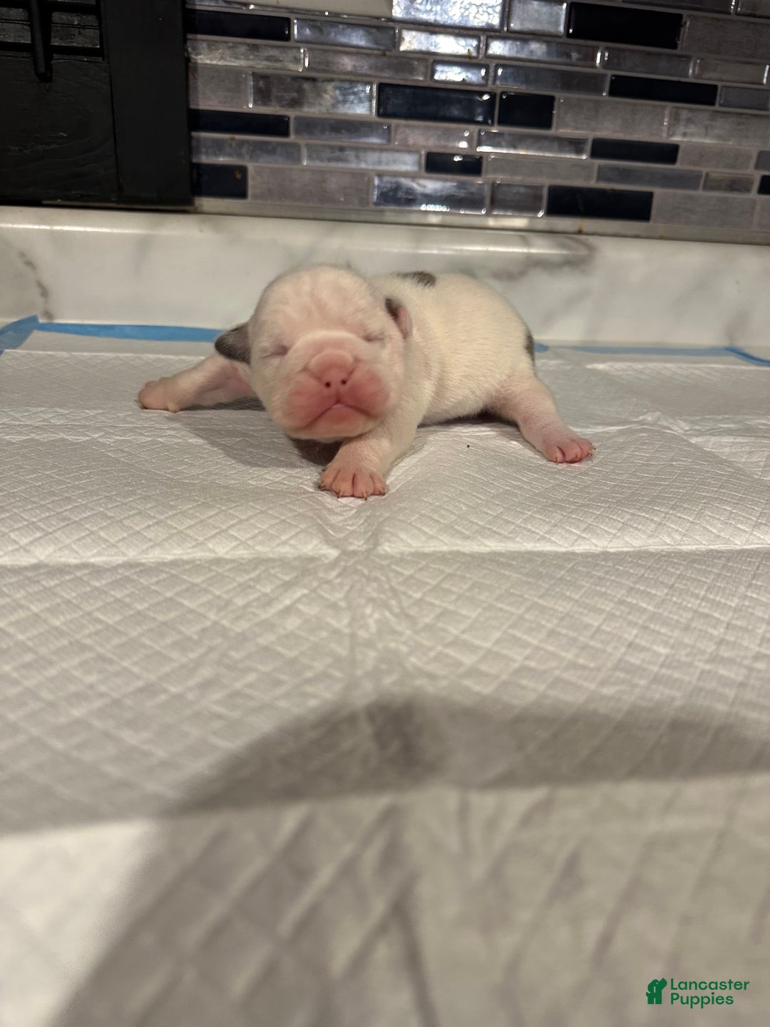 English Bulldog dogs for sale: Blue Fawn Merle Boy  - Ad 29