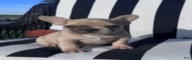 French Bulldog 6