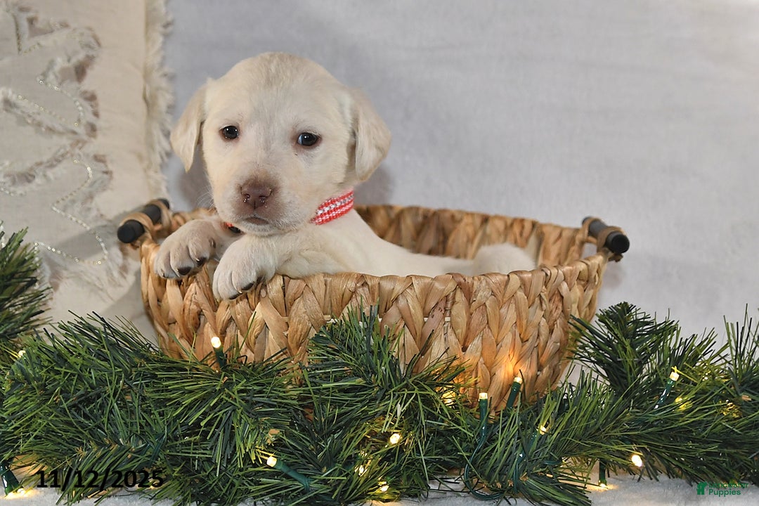 Labrador Retriever dogs for sale: Ronnie - Ad 2