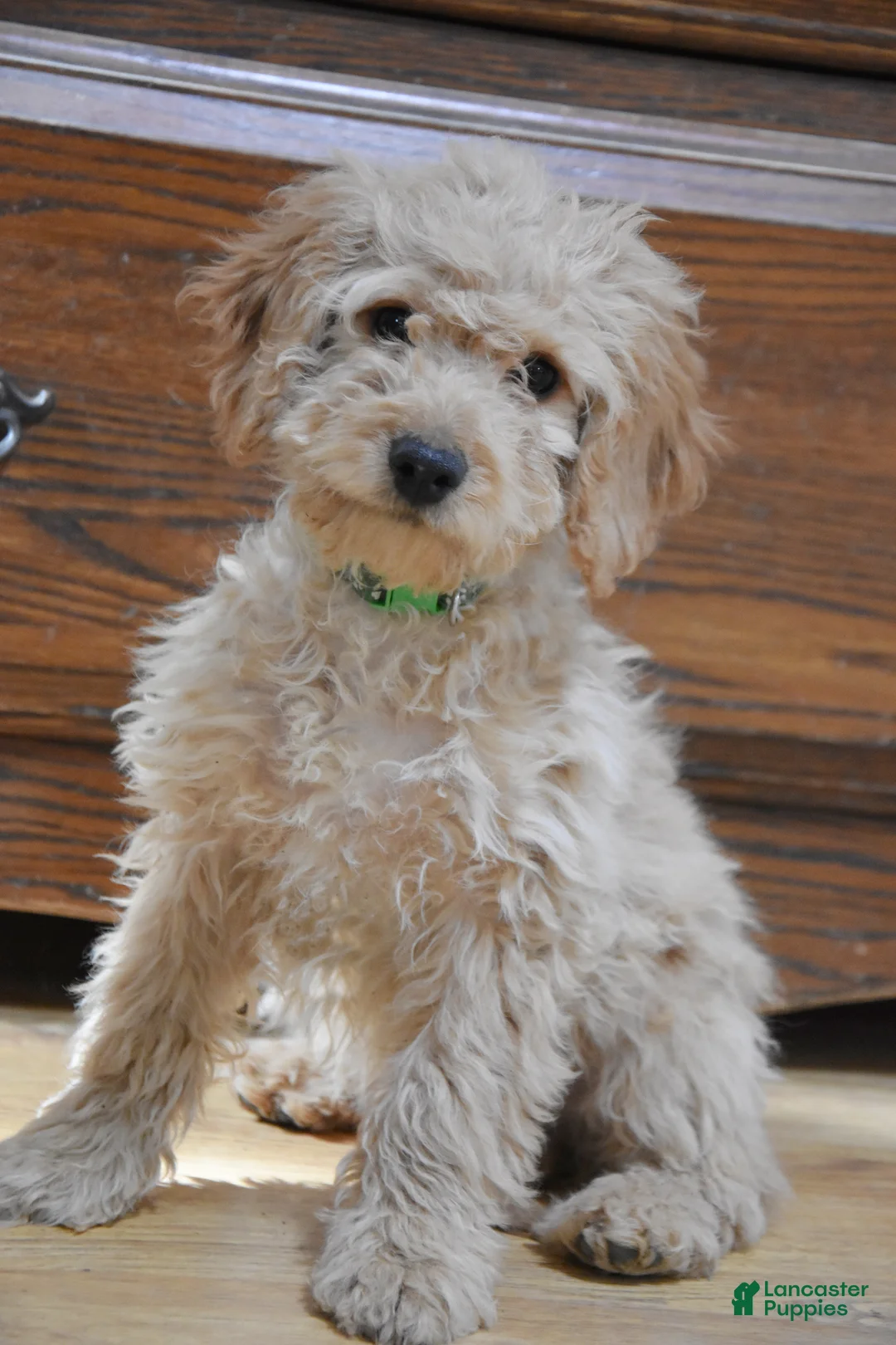 Cockapoo dogs for sale: Bubba - Ad 1