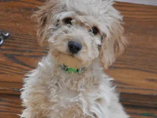 Cockapoo dogs for sale: Bubba - Ad 3