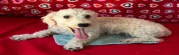 Toy Poodle dogs for sale: Milton - Ad 12