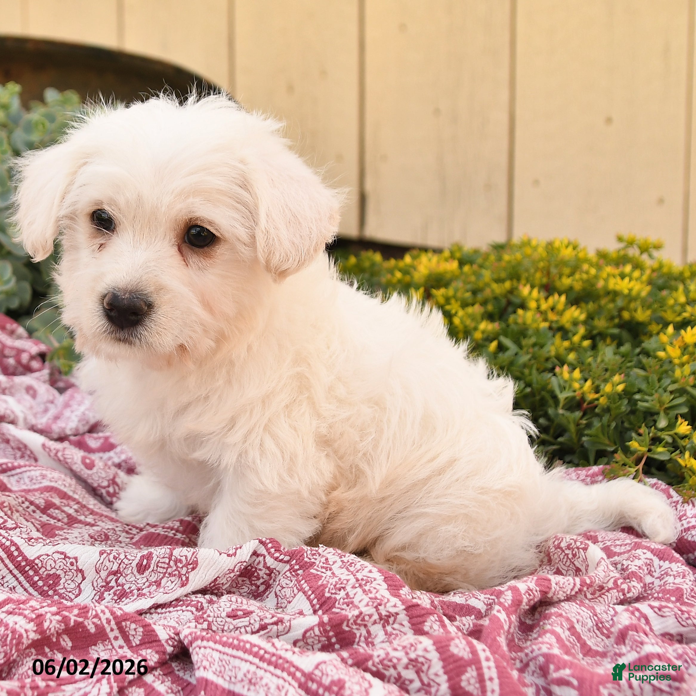 Westiepoo dogs for sale: Rufus - Ad 3