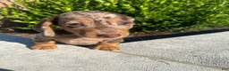 Miniature Dachshund dogs for sale: Otis - Ad 12