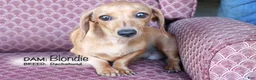 Chiweenie dogs for sale: Ted - Ad 5