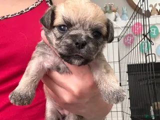 Mixed Breed dogs Mixed Breed Puppy 8 - Ad 20