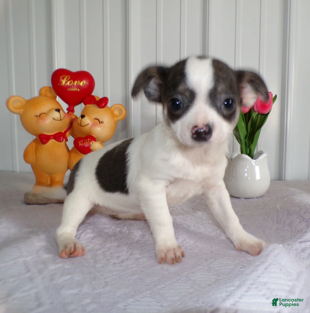 Chihuahua dogs for sale: Chihuahua Puppy 2  - Ad 3