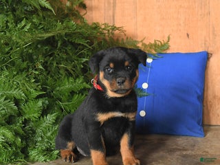 Rottweiler dogs - Ad 27