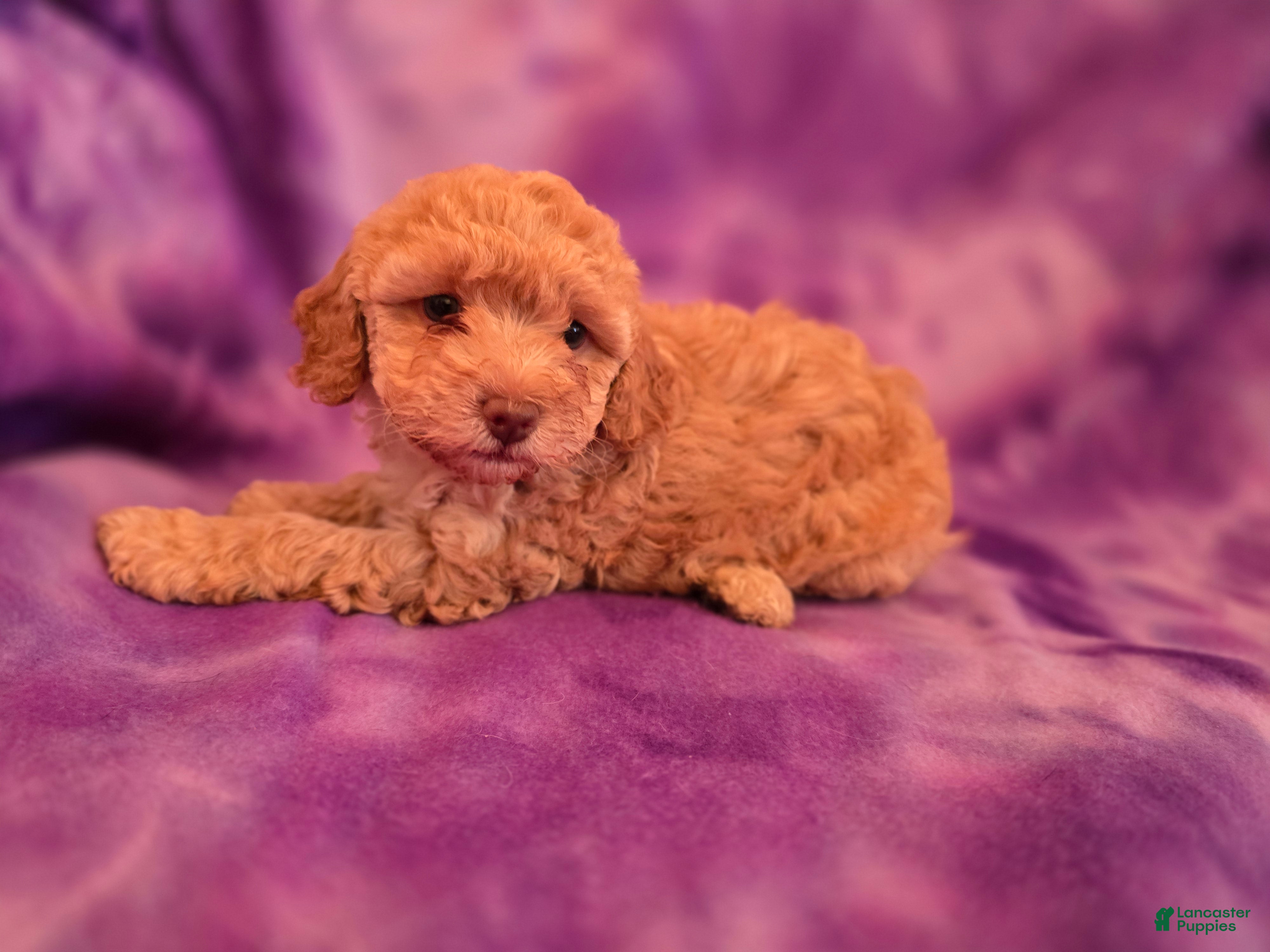 Mixed Breed dogs Bella - Ad 1