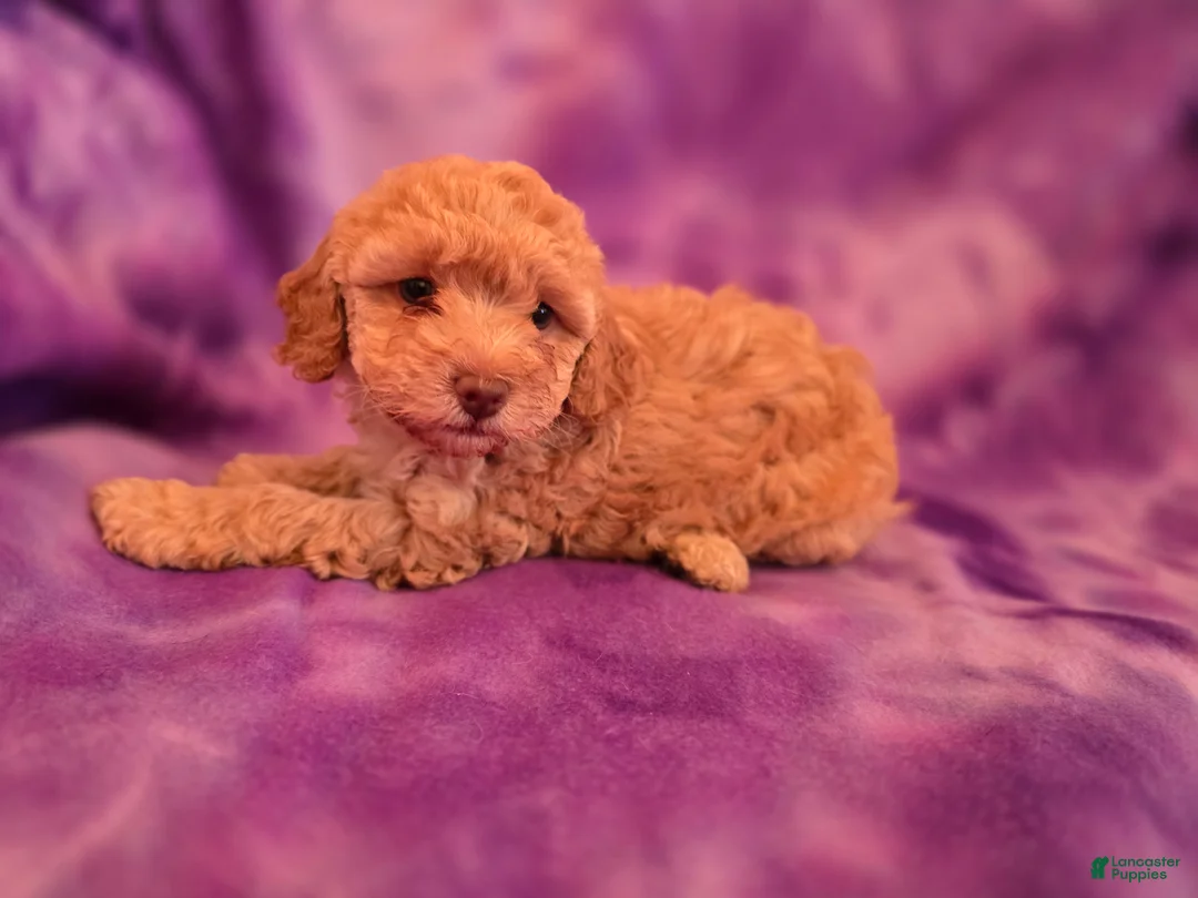Mixed Breed dogs for sale: Bella - Ad 1