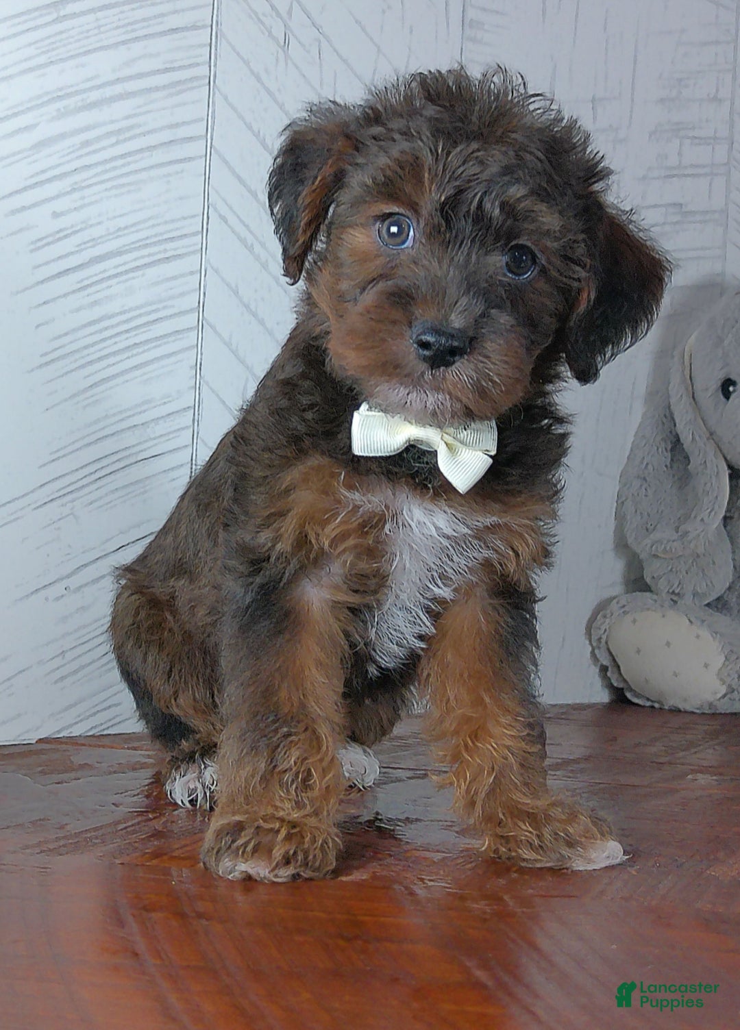 Yorkiepoo dogs for sale: Carmel - Ad 1