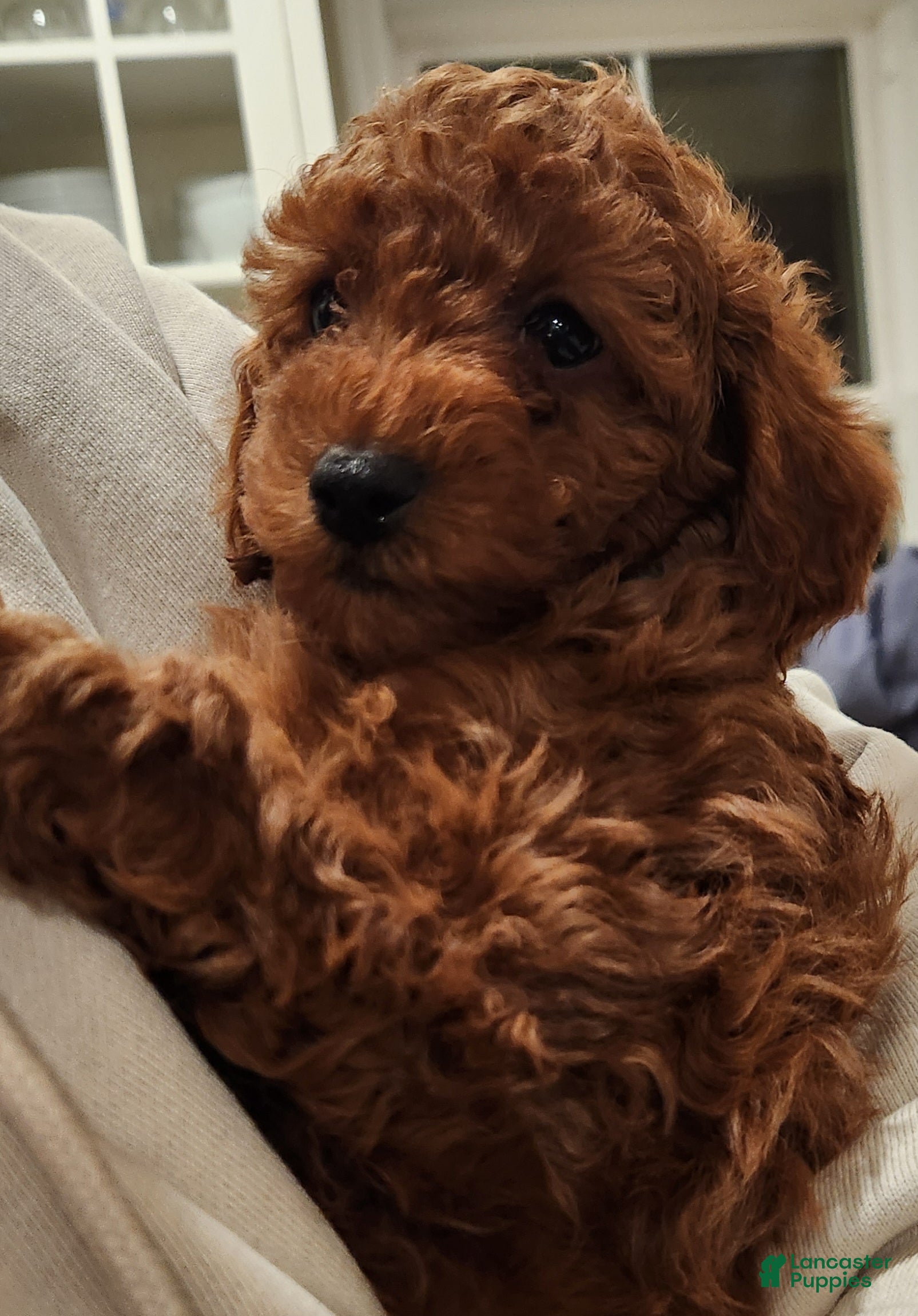Cavapoo dogs Benji - Ad 23