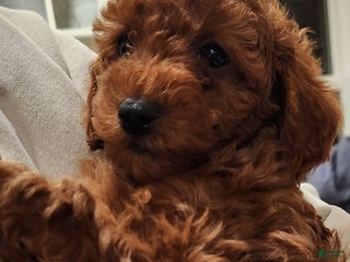 Cavapoo dogs Benji - Ad 23