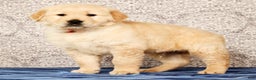 Golden Retriever dogs for sale: Bruno - Ad 1