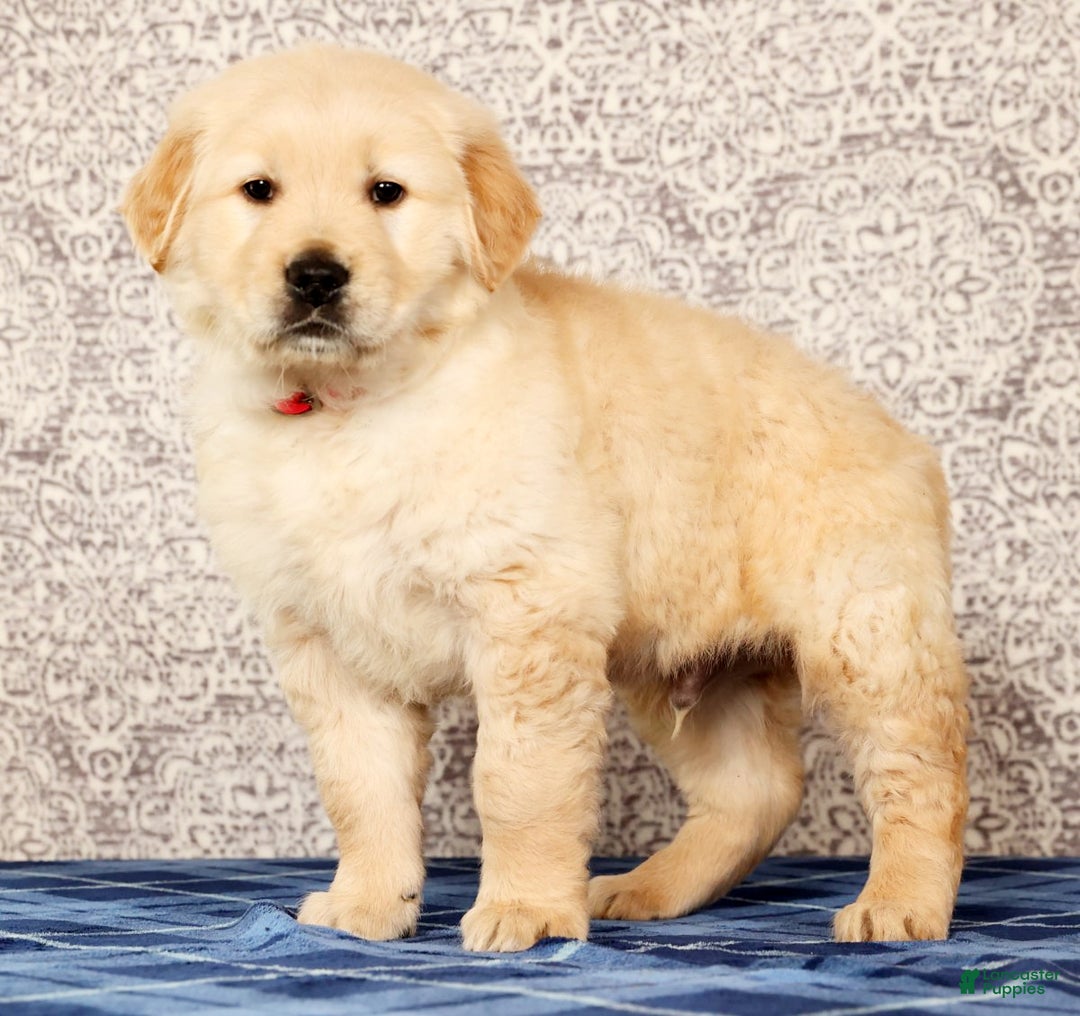Golden Retriever dogs for sale: Bruno - Ad 1
