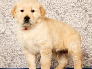 Golden Retriever dogs Bruno - Ad 19