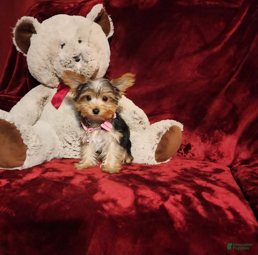 Yorkshire Terrier dogs for sale: PIPPA - Ad 2