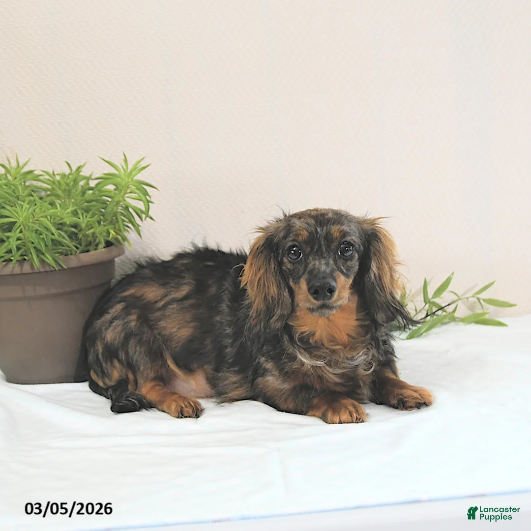Miniature Dachshund dogs for sale: Enzo - Ad 6