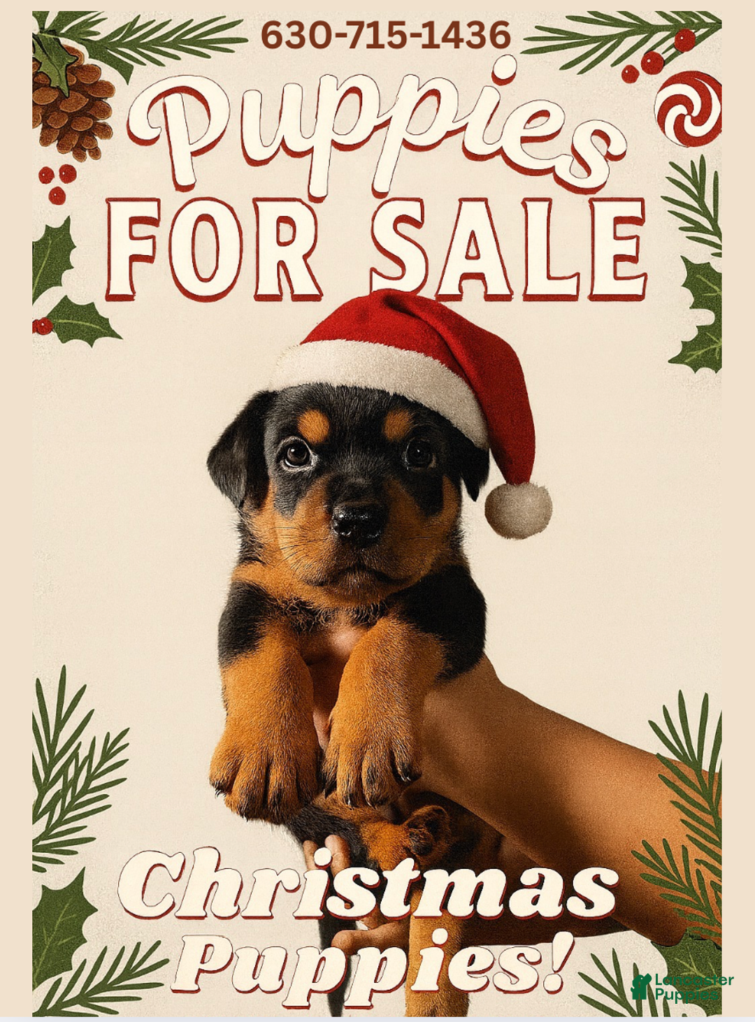 Rottweiler dogs for sale: Morris - Ad 3