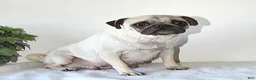 Pug dogs for sale: Princess - Ad 6