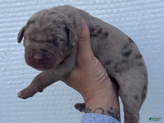 Catahoula Leopard Dog dogs Catahoula Leopard Dog Puppy 1 - Ad 2