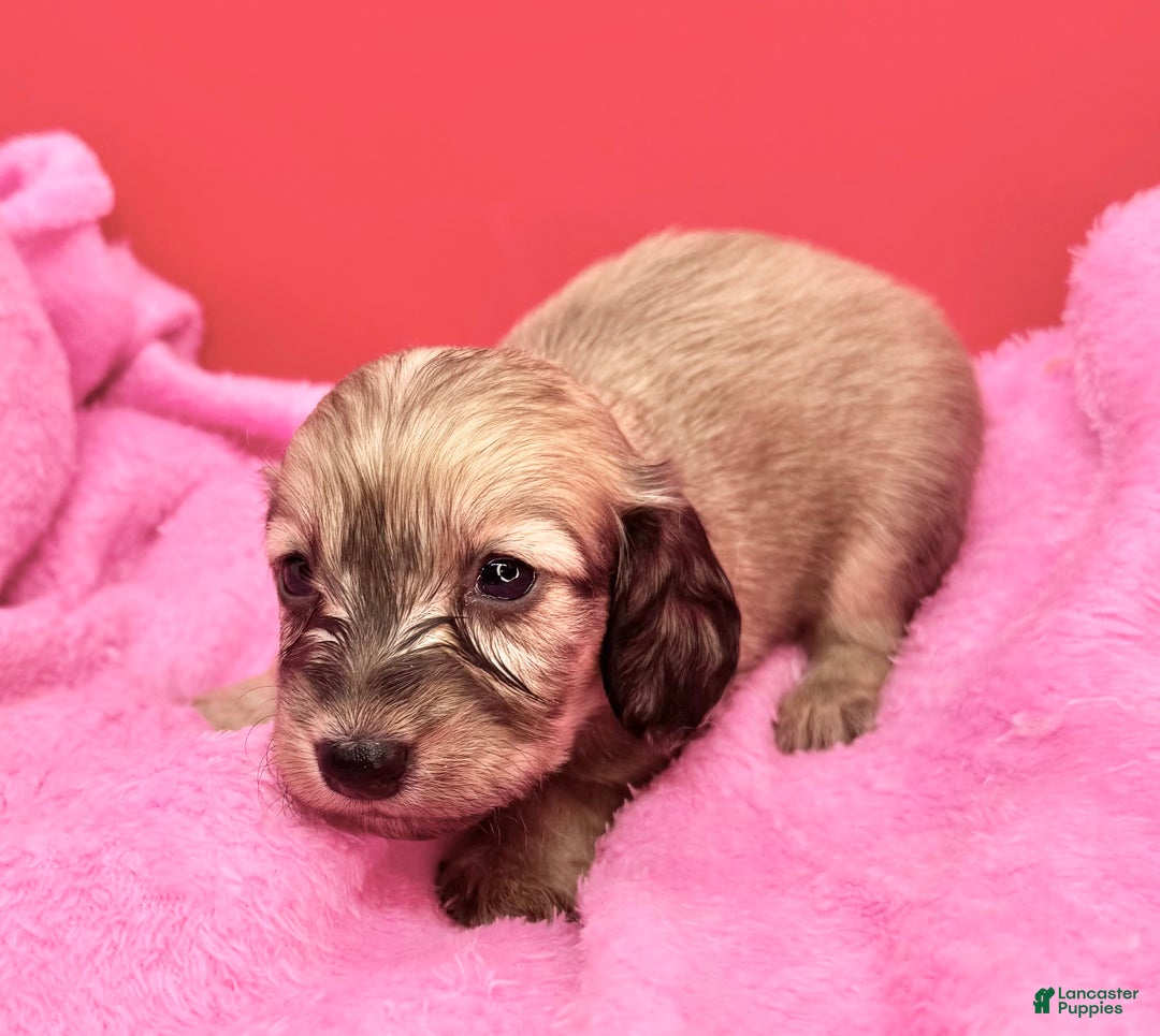 Miniature Dachshund dogs for sale: Cream girl - Ad 1