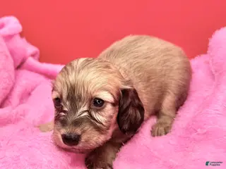 Miniature Dachshund dogs Cream girl - Ad 13