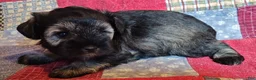 Miniature Schnauzer dogs for sale: Girl 1 - Ad 6