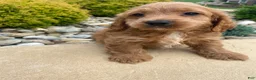 Cockapoo dogs for sale: Ranger - Ad 11