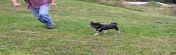 Shiba Inu dogs for sale: Chili - Ad 8