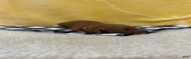 Indie