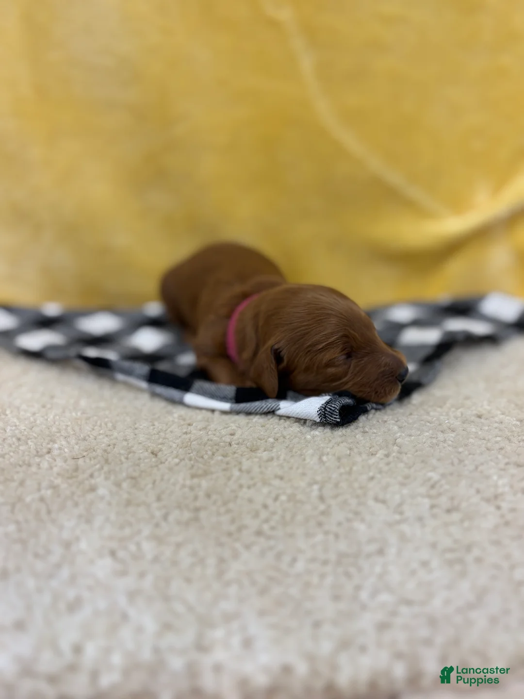 Mini Goldendoodle dogs for sale: Indie - Ad 1