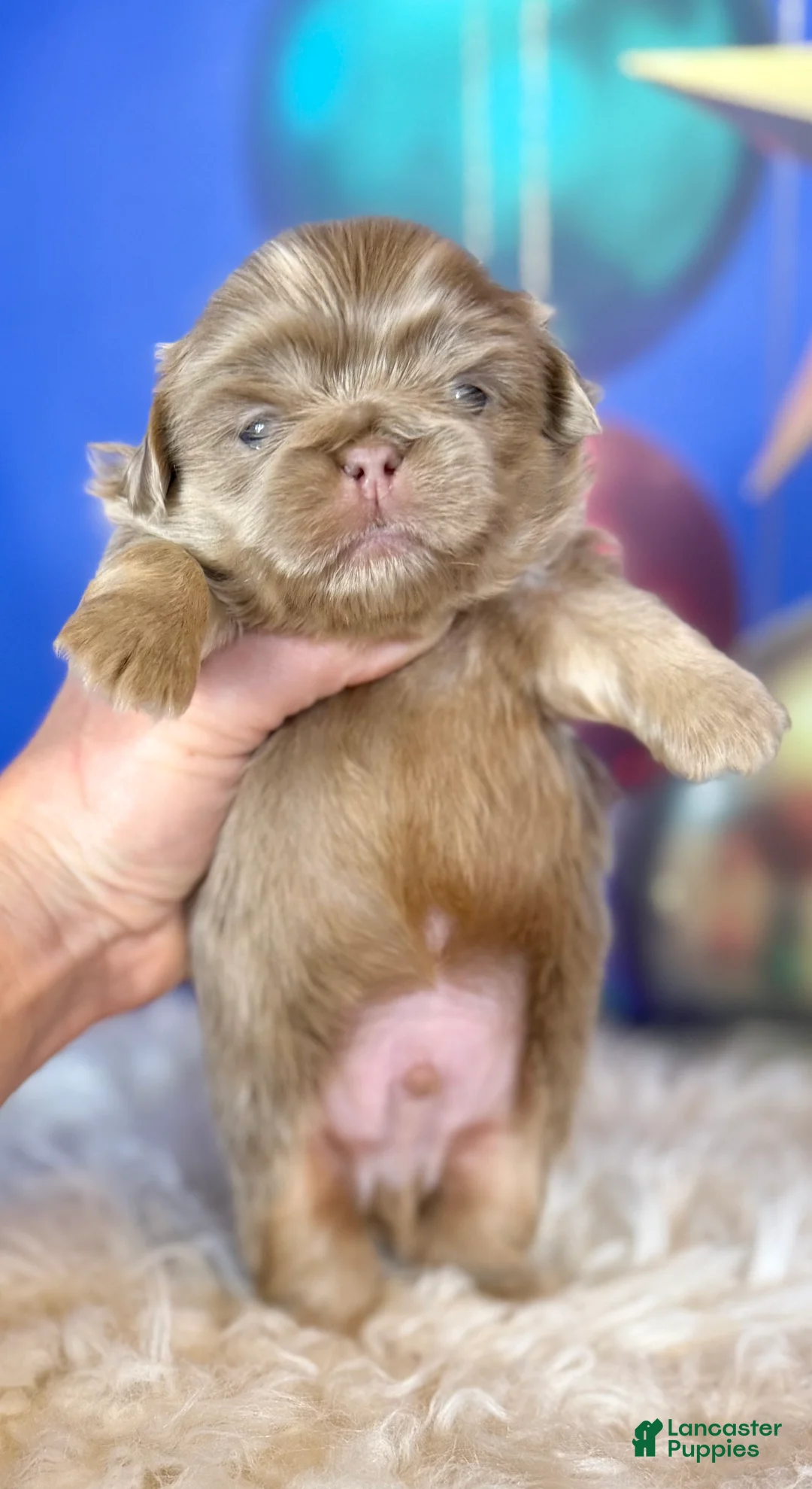 Pekingese dogs for sale: Akc DNA OFA Olaf- lilac tan points  - Ad 4