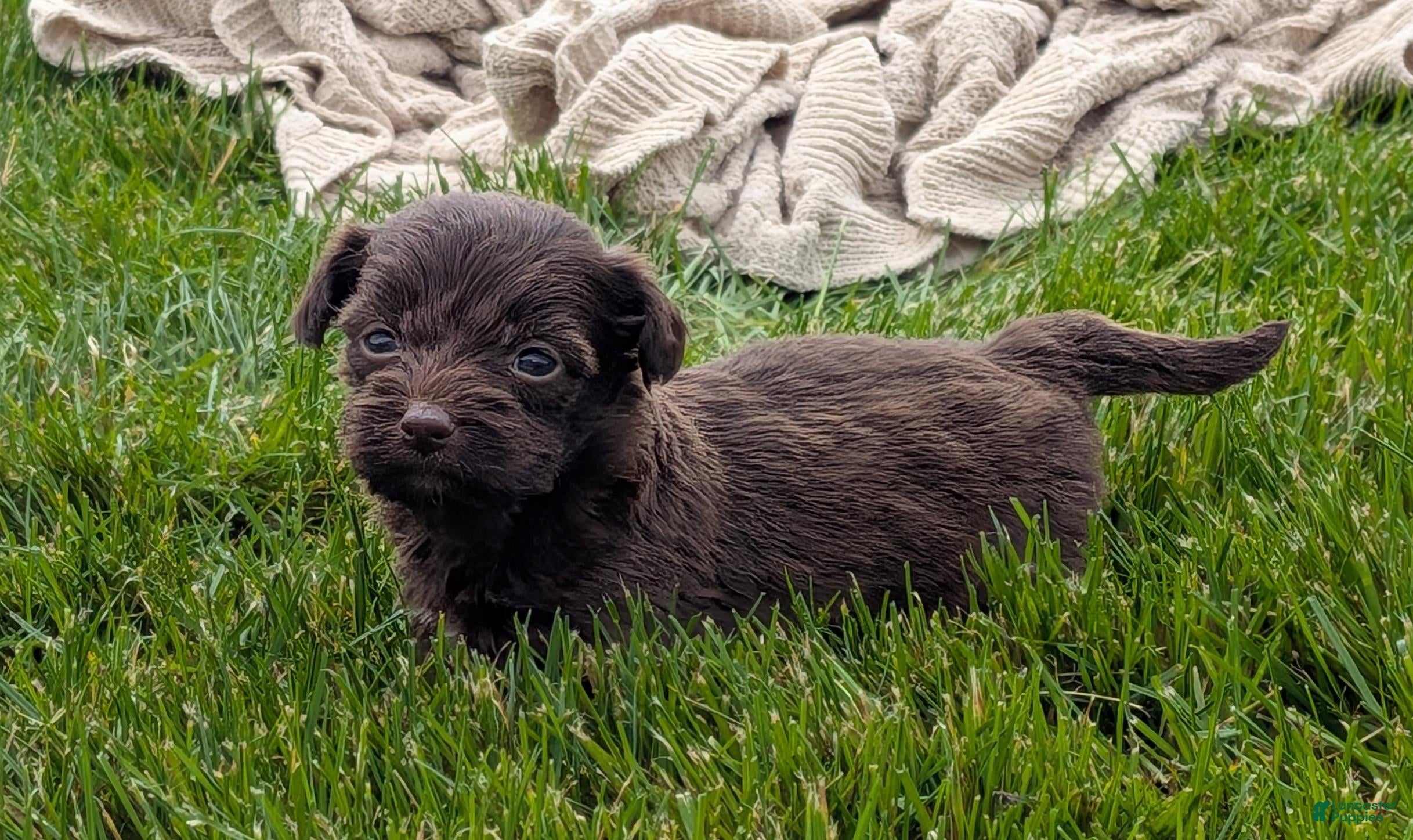 Havapoo dogs Hershey - Ad 2