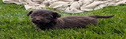 Havapoo dogs for sale: Hershey - Ad 2