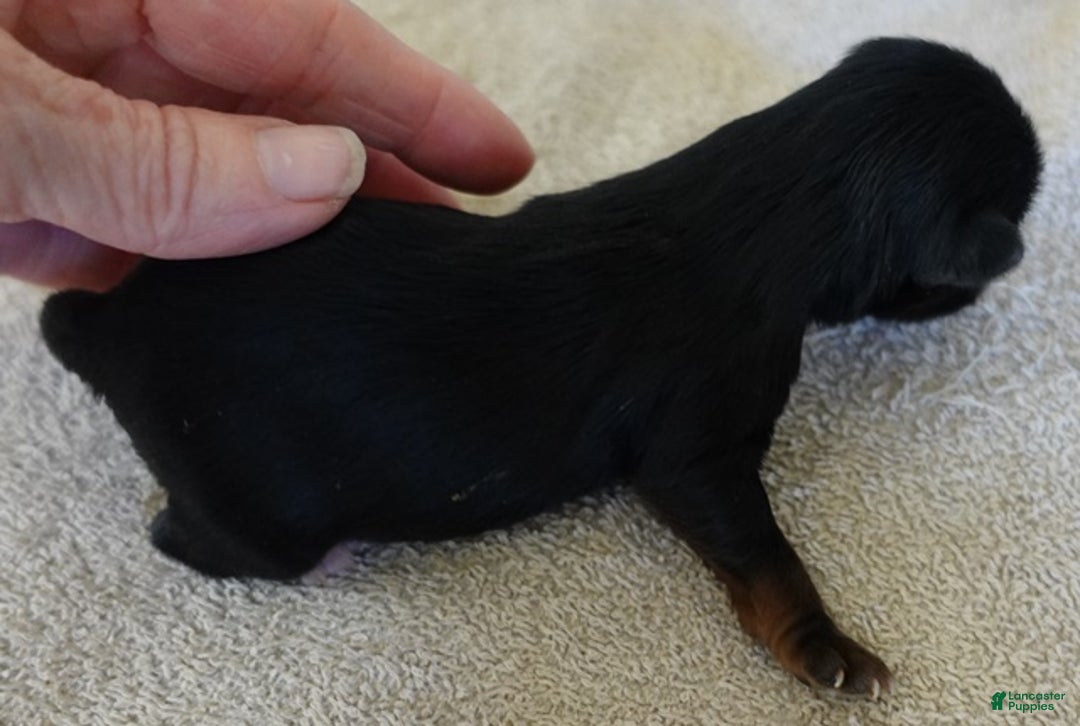 Yorkshire Terrier dogs for sale: Kismet black face - Ad 5