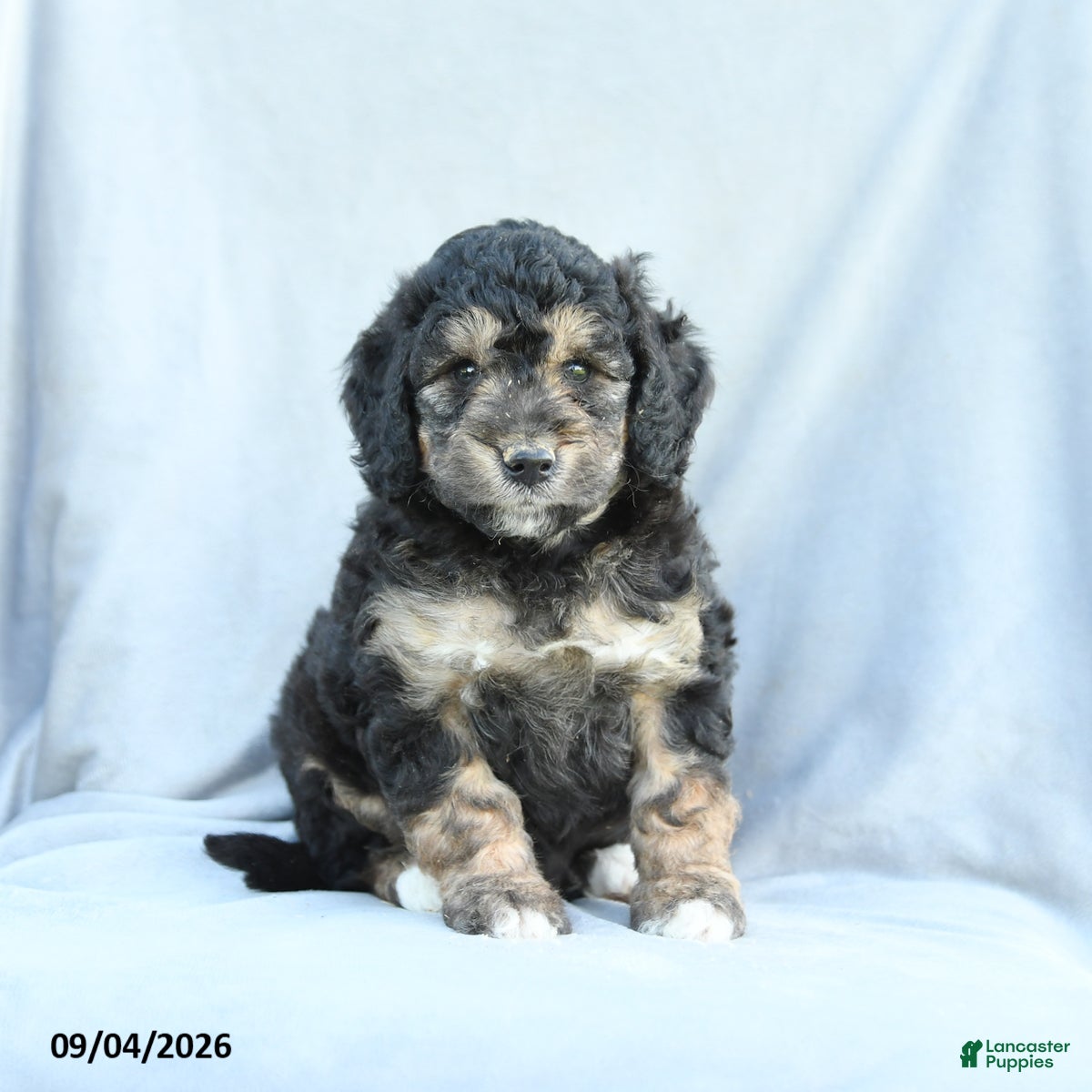 Mini Bernedoodle dogs Mason - Ad 1